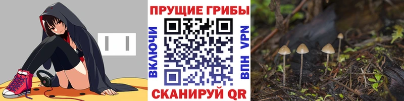 blacksprut   Нестеров  Псилоцибиновые грибы Psilocybine cubensis  где можно купить  